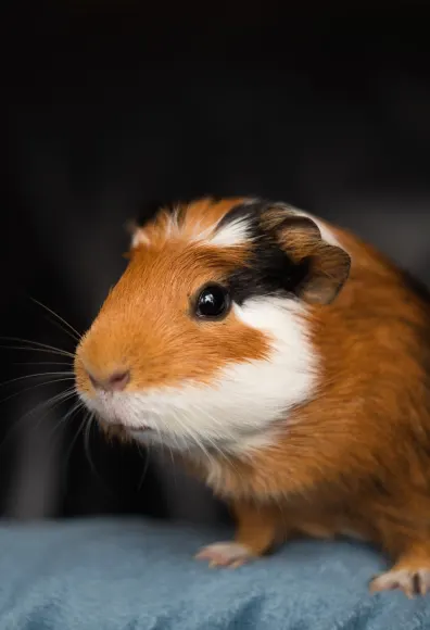 GuineaPig standing on cloth